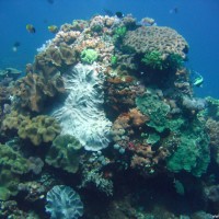 Großer bunter Korallenblock, Oktober 2007