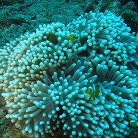 Anemonenfische mit Anemone, September 2007