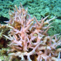 Seriatopora hystrix Koralle, September 2007