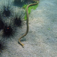 Diademseeigel mit Schlange, September 2007