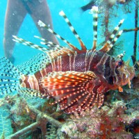 Rotfeuerfisch, September 2007