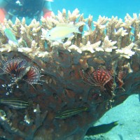 kleine Rotfeuerfische unter Acroporakorallenstock, September 2007