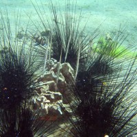 Diademseeigel mit Messerfischen, September 2007