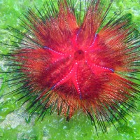 Roter Diademseeigel, September 2007