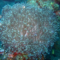 Anemonenfische mit Anemone, September 2007