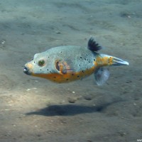 Kugelfisch im Flachwasserbereich, September 2007