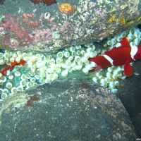 Anemonenfische mit Anemone im Flachwasserbereich zwischen großen runden Steinen, September 2007