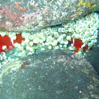 Anemonenfische mit Anemone im Flachwasserbereich zwischen großen runden Steinen, September 2007