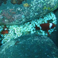 Anemonenfische mit Anemone im Flachwasserbereich zwischen großen runden Steinen, September 2007