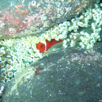 Anemonenfische mit Anemone im Flachwasserbereich zwischen großen runden Steinen, September 2007