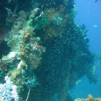 buntes Treiben am Wrack, September 2007