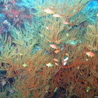 Gorgonien mit Schwarmfisch am Wrack, September 2007