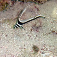 gepunkteter Ritterfisch, Januar 2004