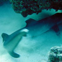 Weißspitzenriffhai, September 2002