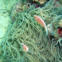 Halsband-Anemonenfische, Oktober 2003