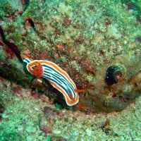 Prachtsternschnecke, Oktober 2003