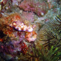 Prachtsternschnecke, Oktober 2003