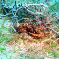 Scorpionfisch, Oktober 2003