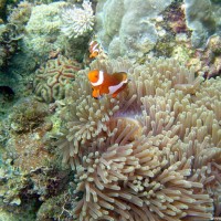 Orangeringel-Anemonenfisch, Oktober 2003