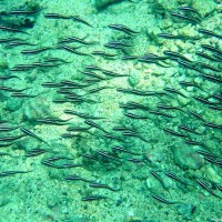 Gestreifter Korallenwels, Oktober 2003