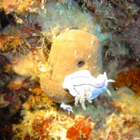 Prachtsternschnecke, Oktober 2003