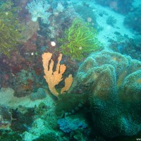 Korallen und Haarsterne, März 2007