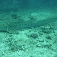 Leopardenhai mit Bootshalterfisch, März 2010